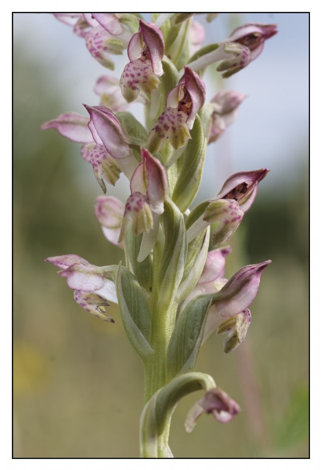 Anacamptis coriophora nei colli del Mugello